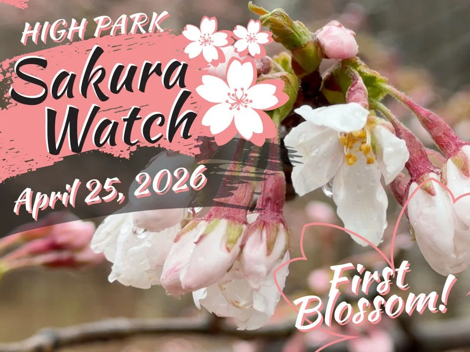 Sakura Watch April 25, 2026 - First open blossom spotted in High Park today!