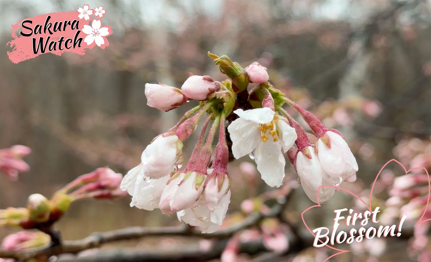 Sakura Watch April 25, 2026 - First open blossom spotted in High