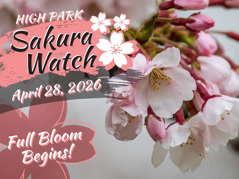 Sakura Watch April 28, 2026 - Full Bloom begins on some trees as cold weather slows progress in some areas of High Park