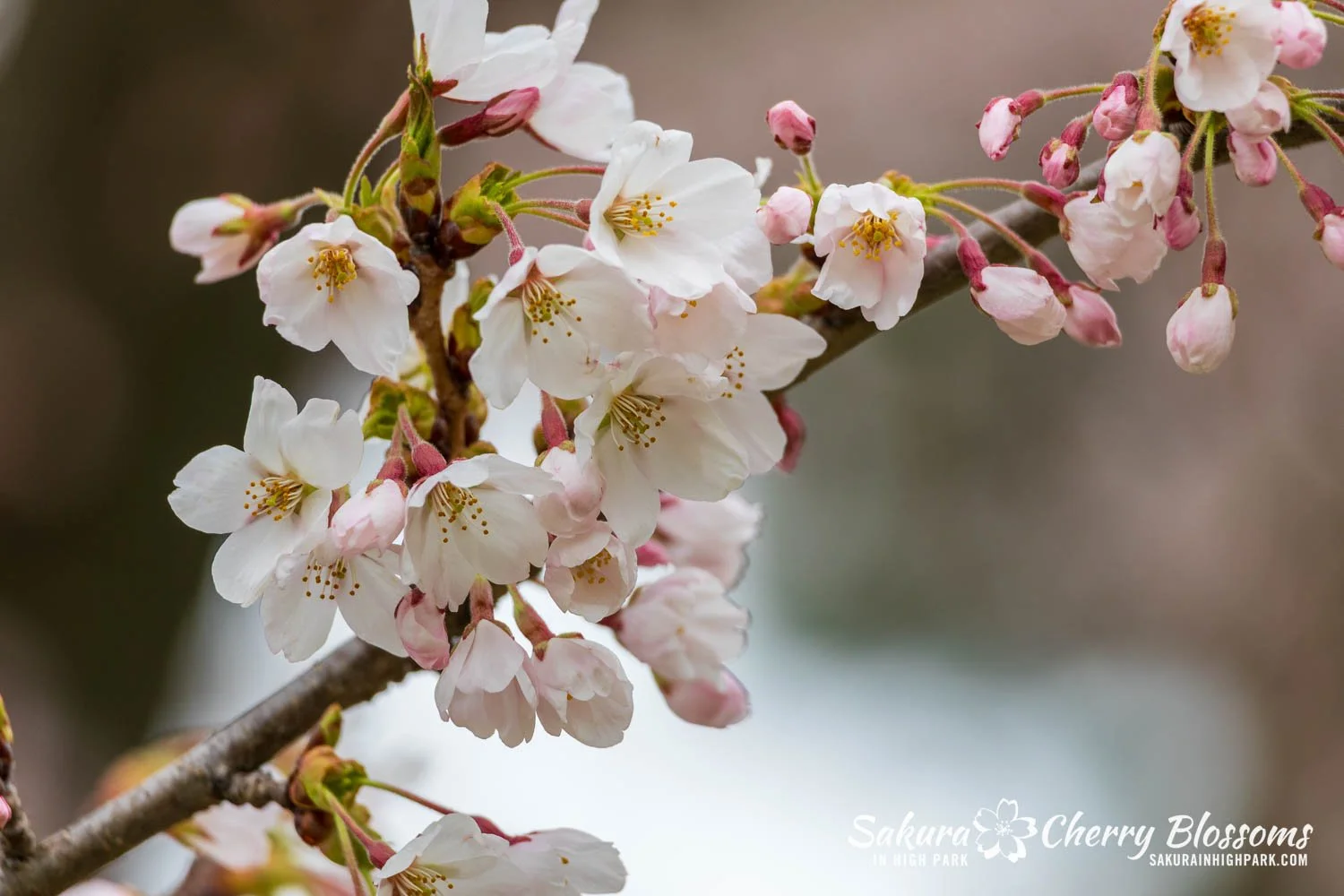 Sakura Watch April 28, 2026-68.jpg