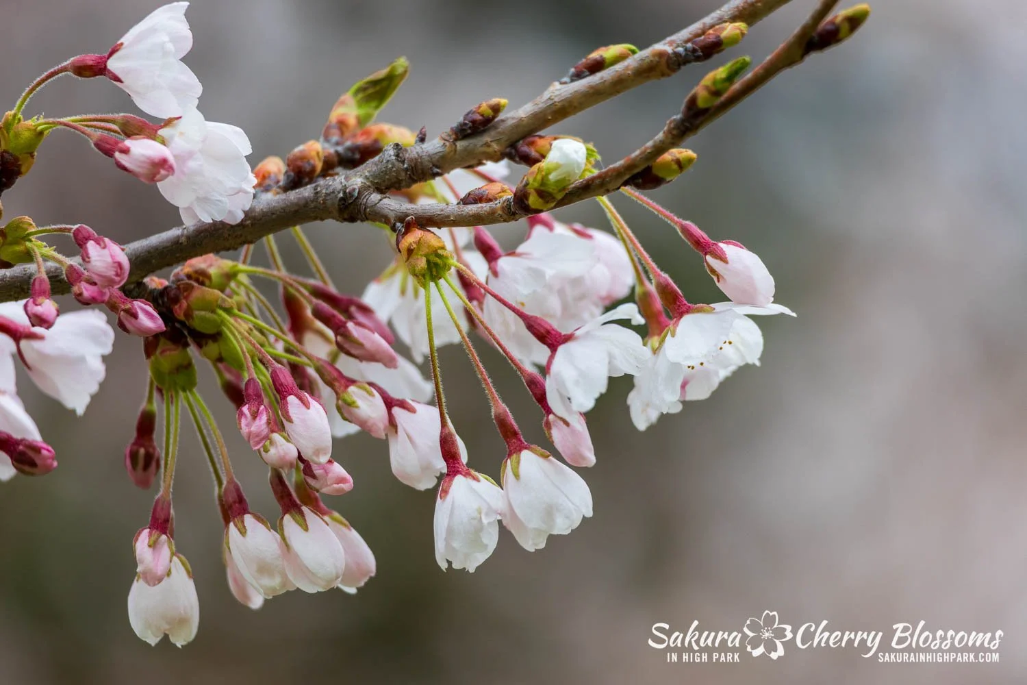 Sakura Watch April 28, 2026-70.jpg