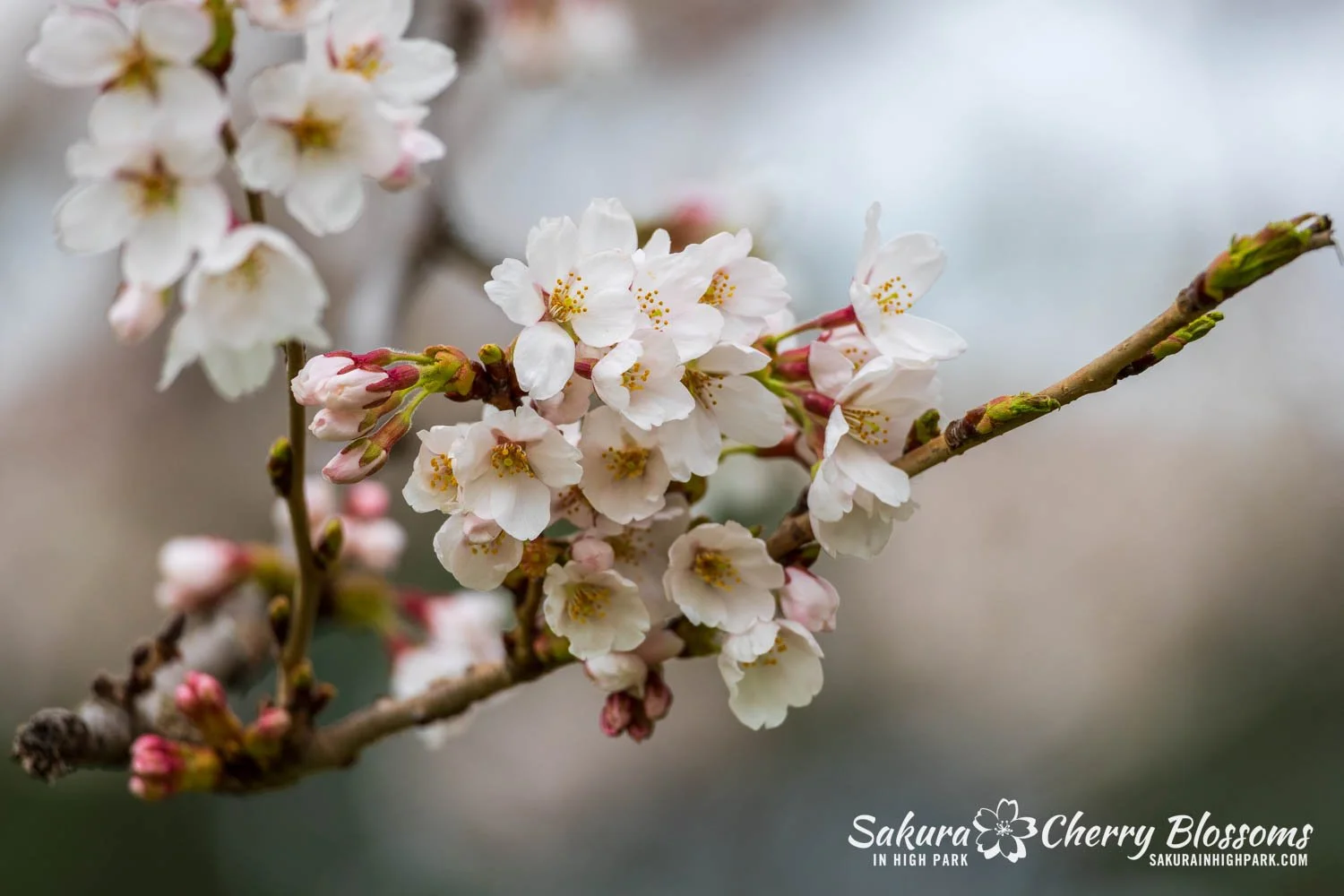 Sakura Watch April 28, 2026-64.jpg