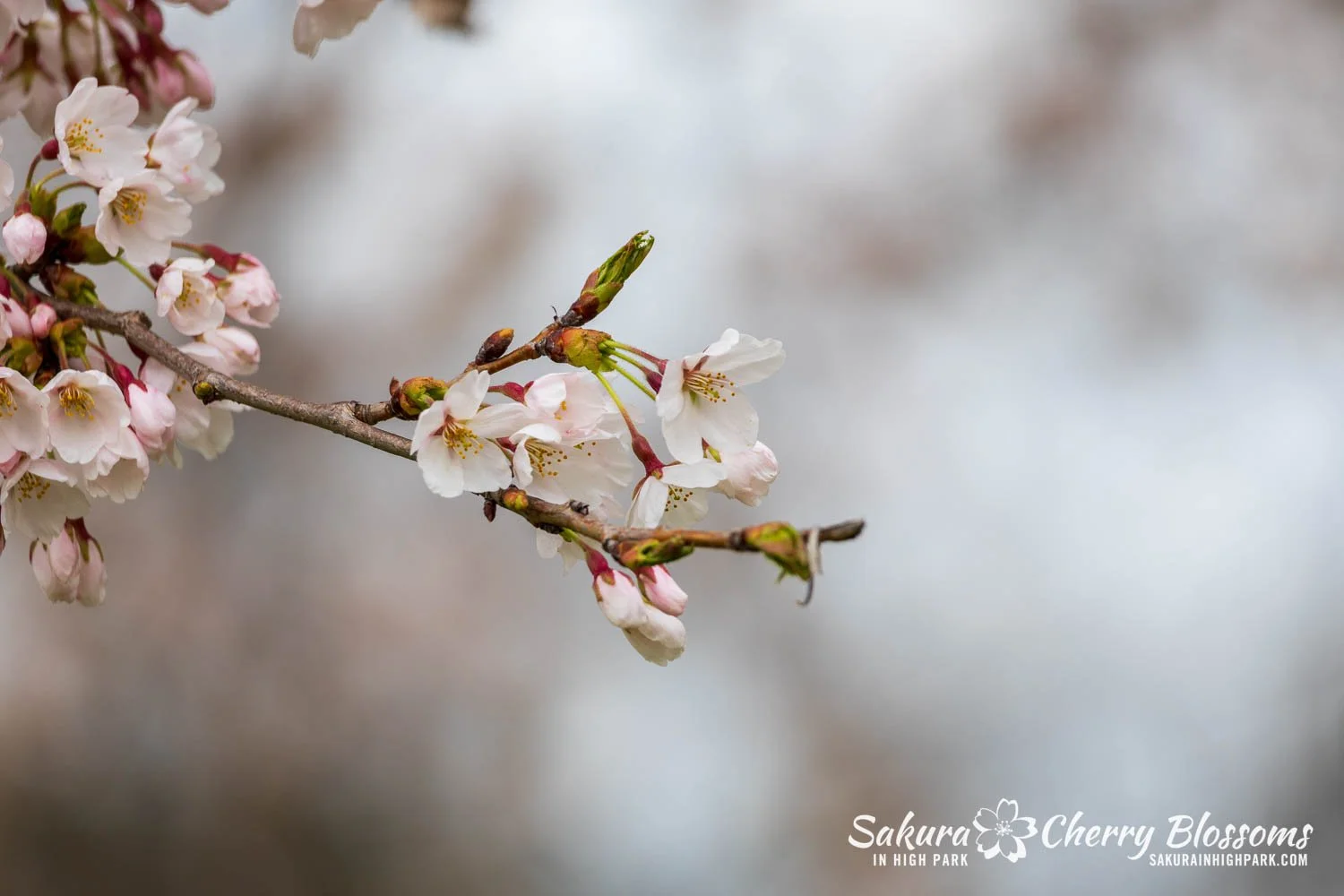 Sakura Watch April 28, 2026-60.jpg