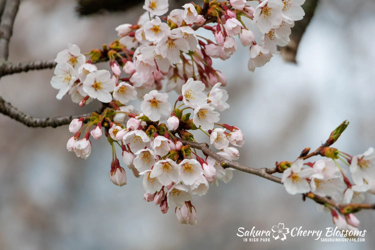 Sakura Watch April 28, 2026-59.jpg