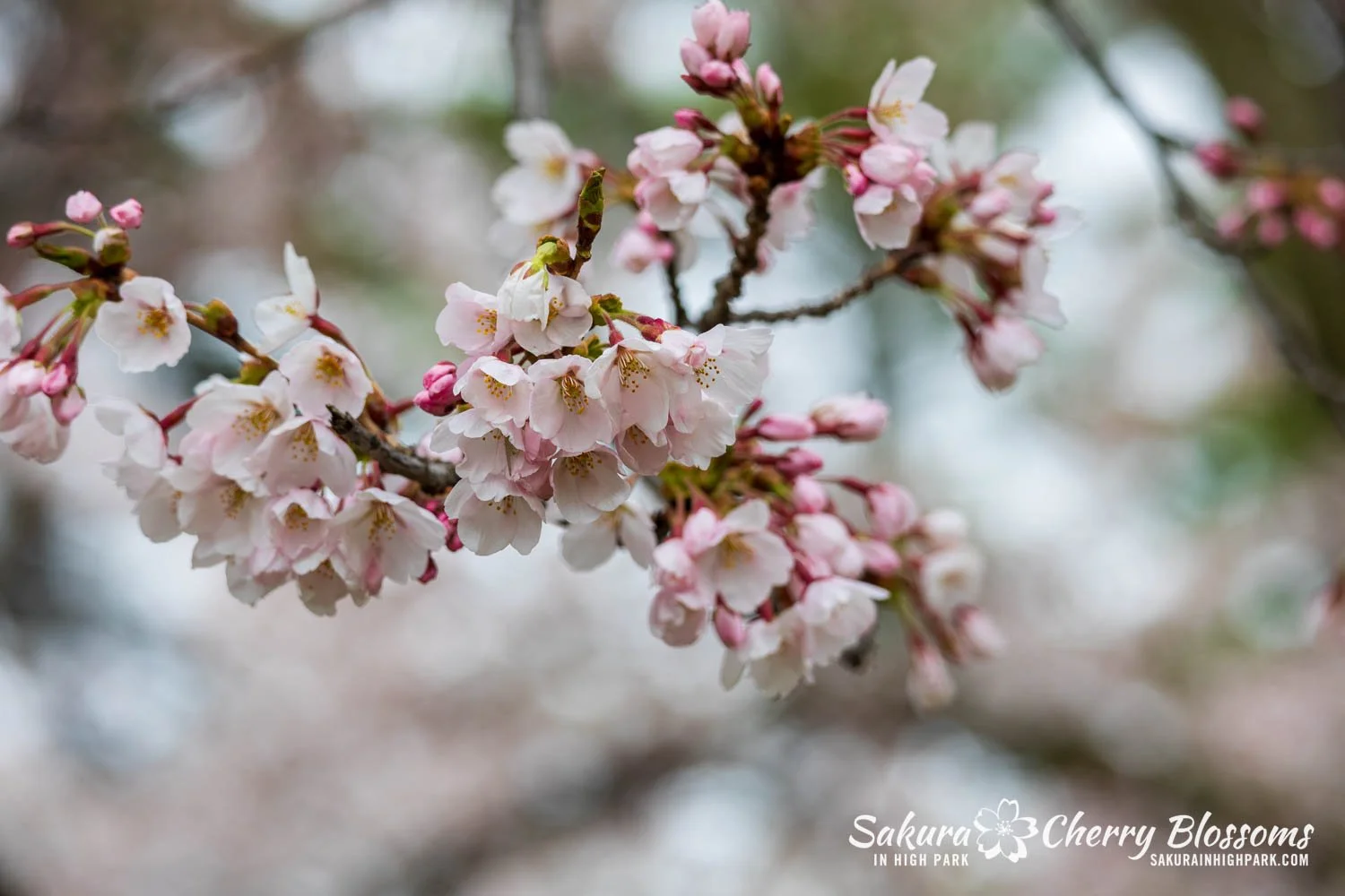 Sakura Watch April 28, 2026-50.jpg