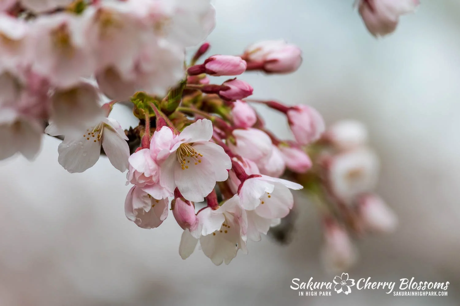 Sakura Watch April 28, 2026-48.jpg
