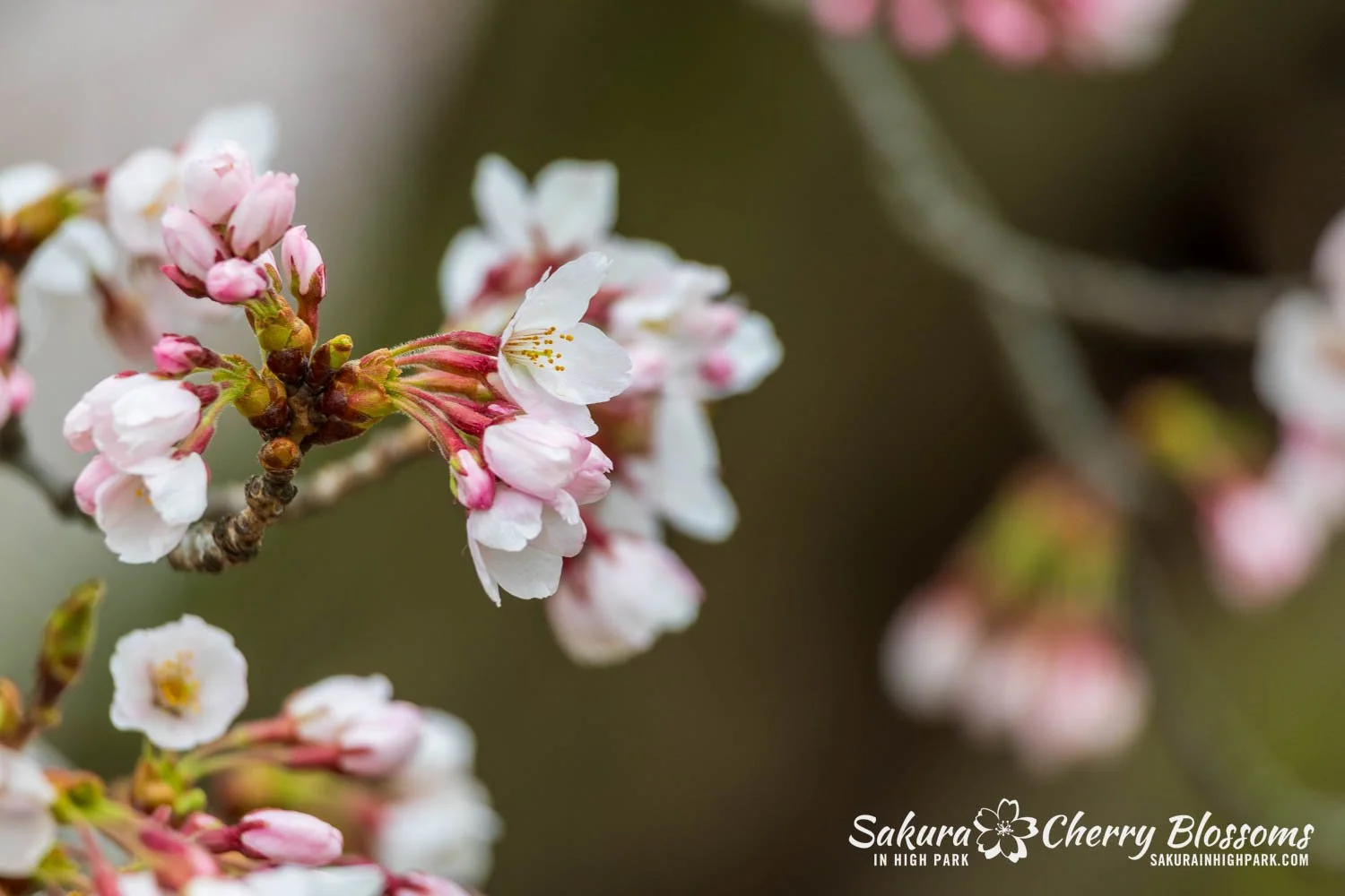 Sakura Watch April 28, 2026-45.jpg