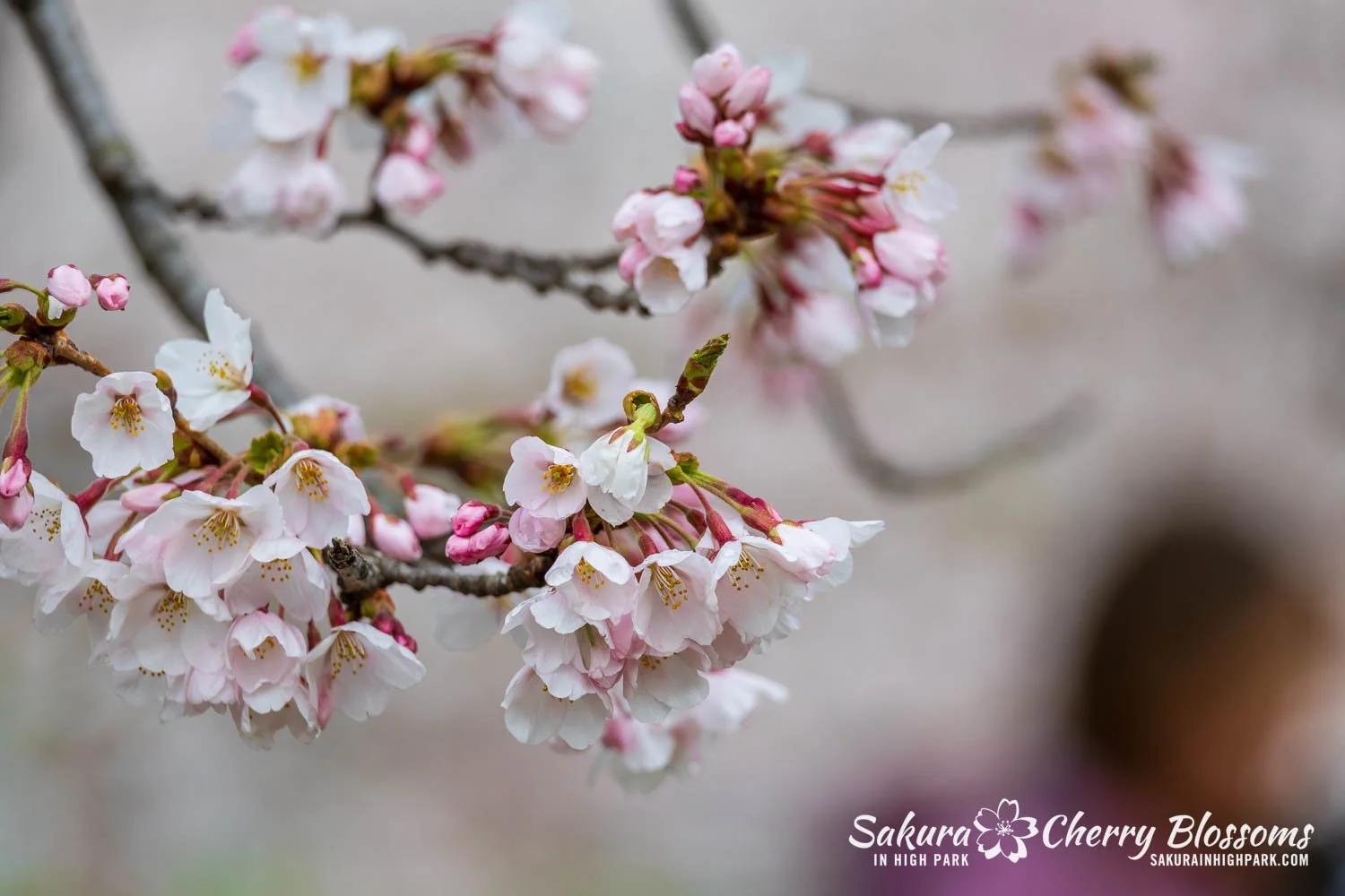 Sakura Watch April 28, 2026-44.jpg