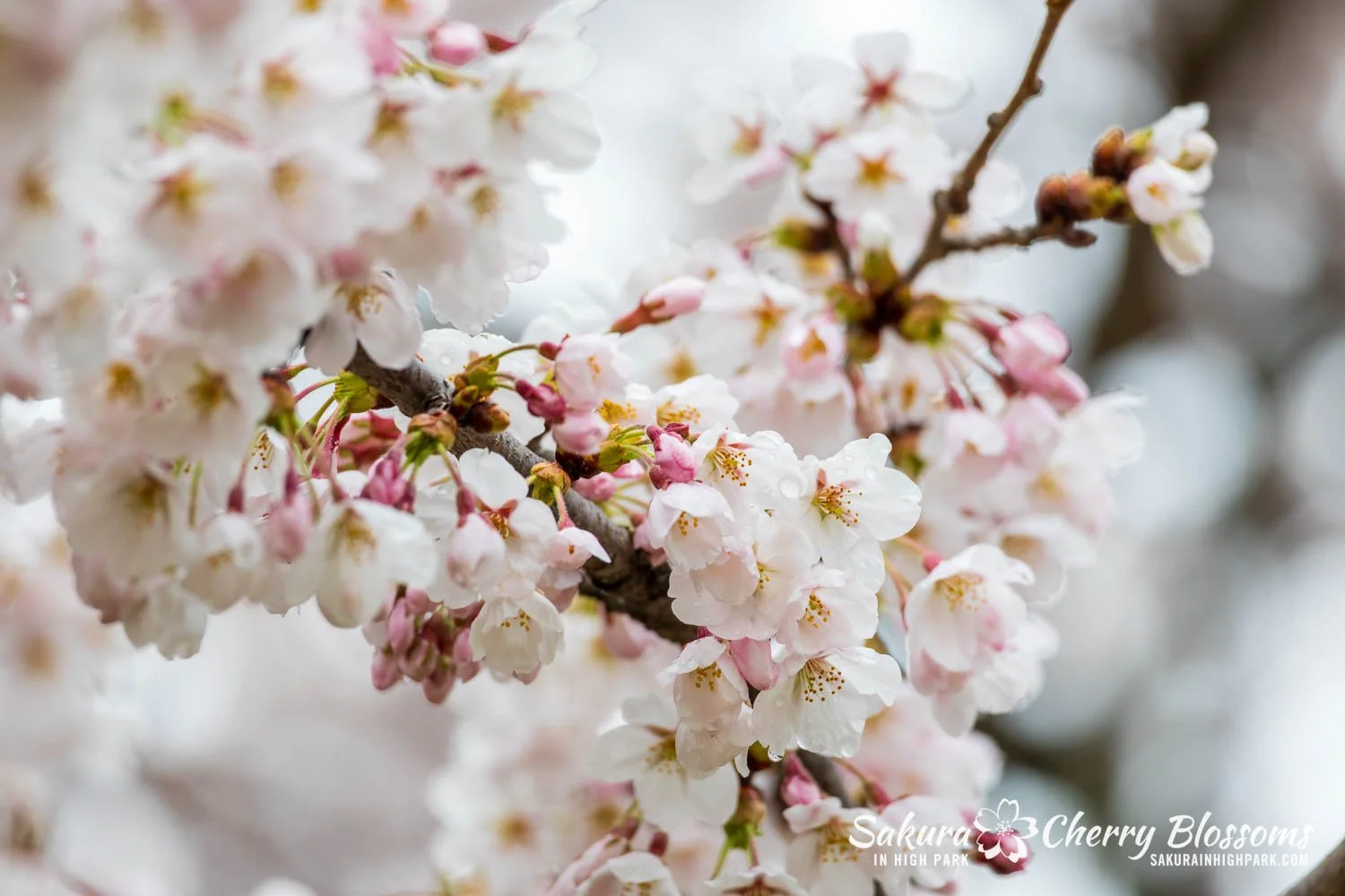 Sakura Watch April 28, 2026-35.jpg