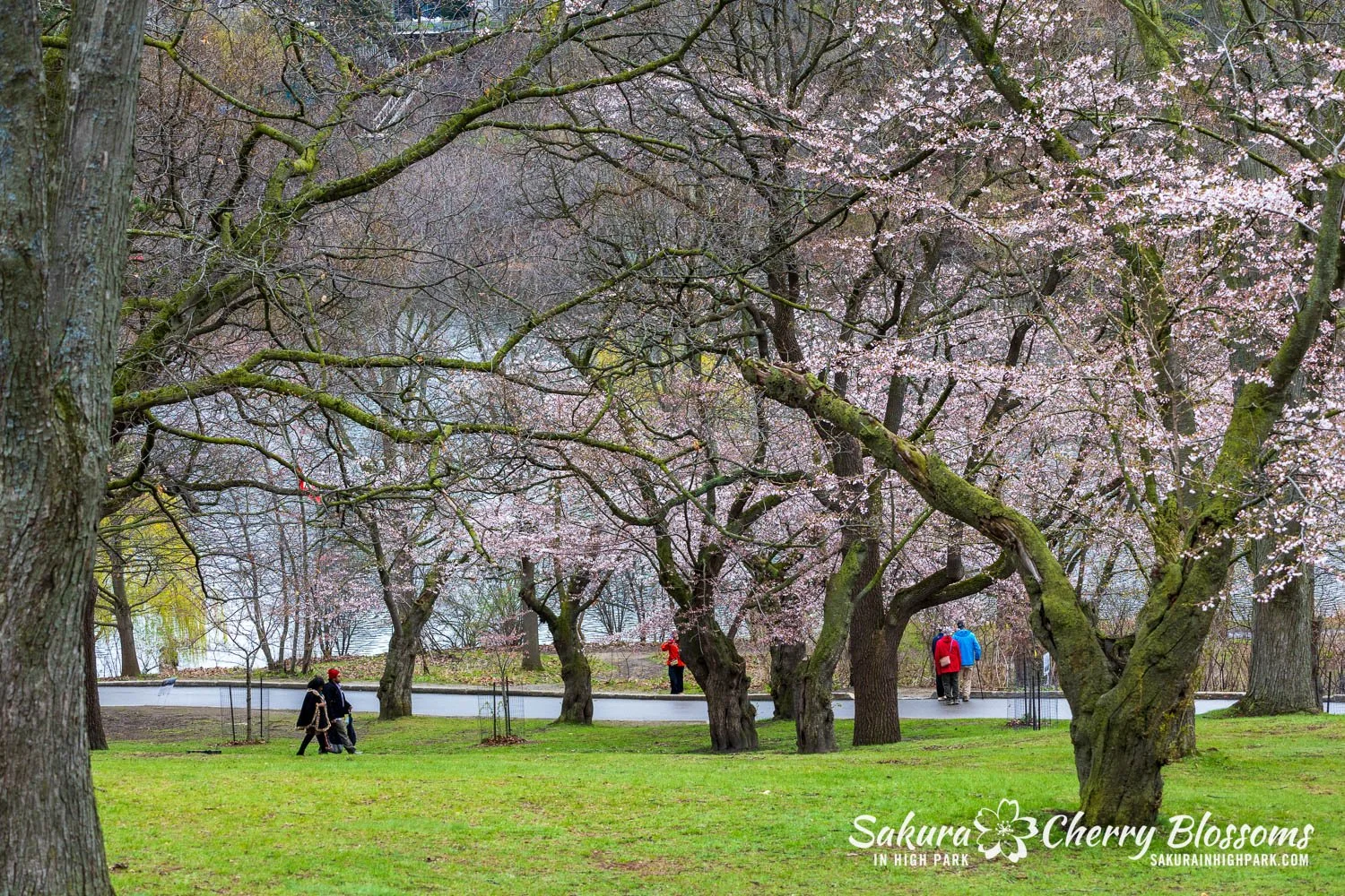 Sakura Watch April 28, 2026-40.jpg
