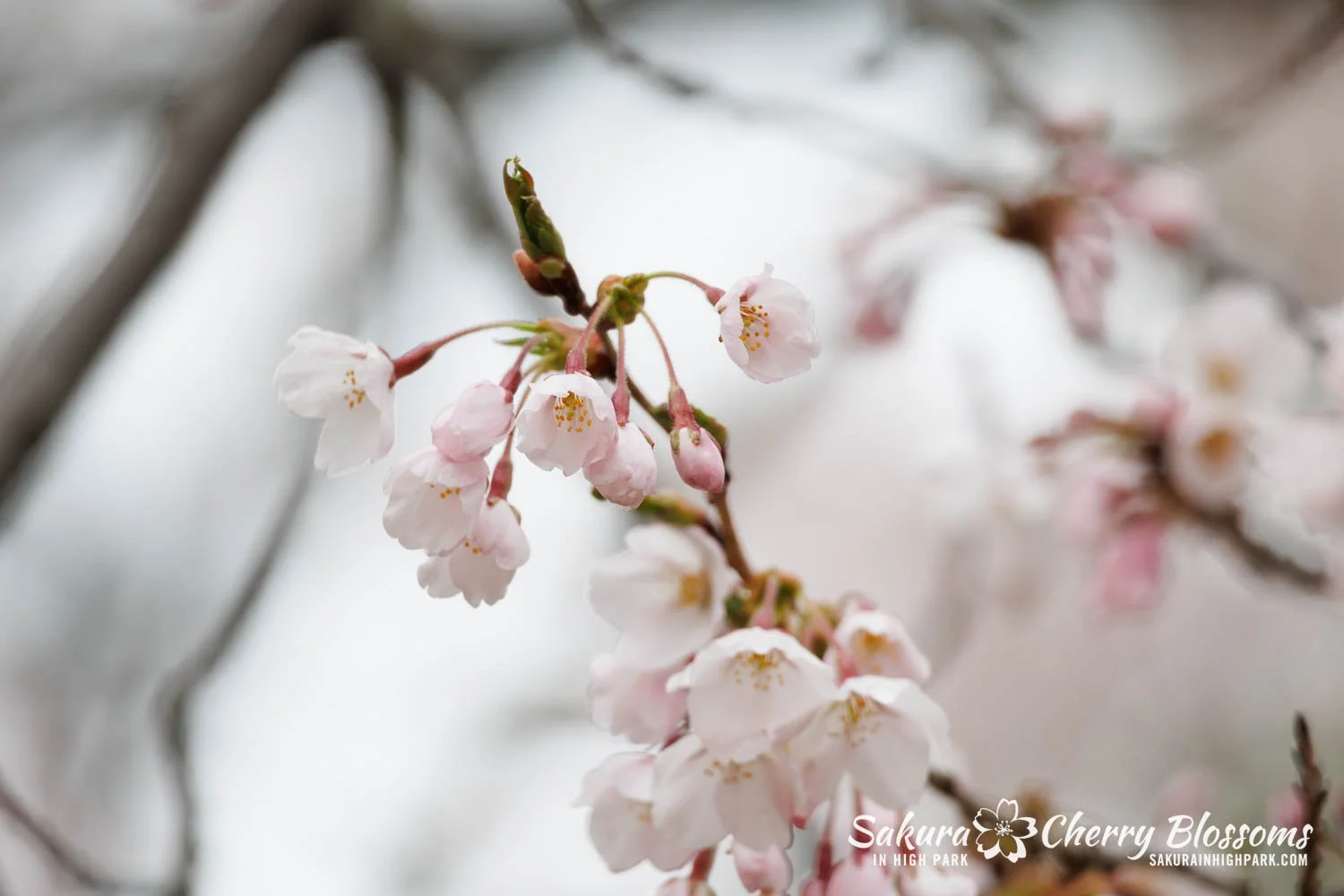 Sakura Watch April 28, 2026-33.jpg