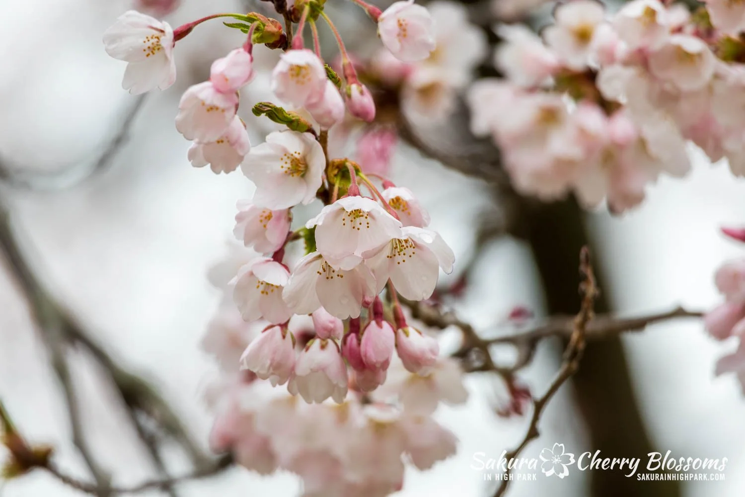 Sakura Watch April 28, 2026-31.jpg