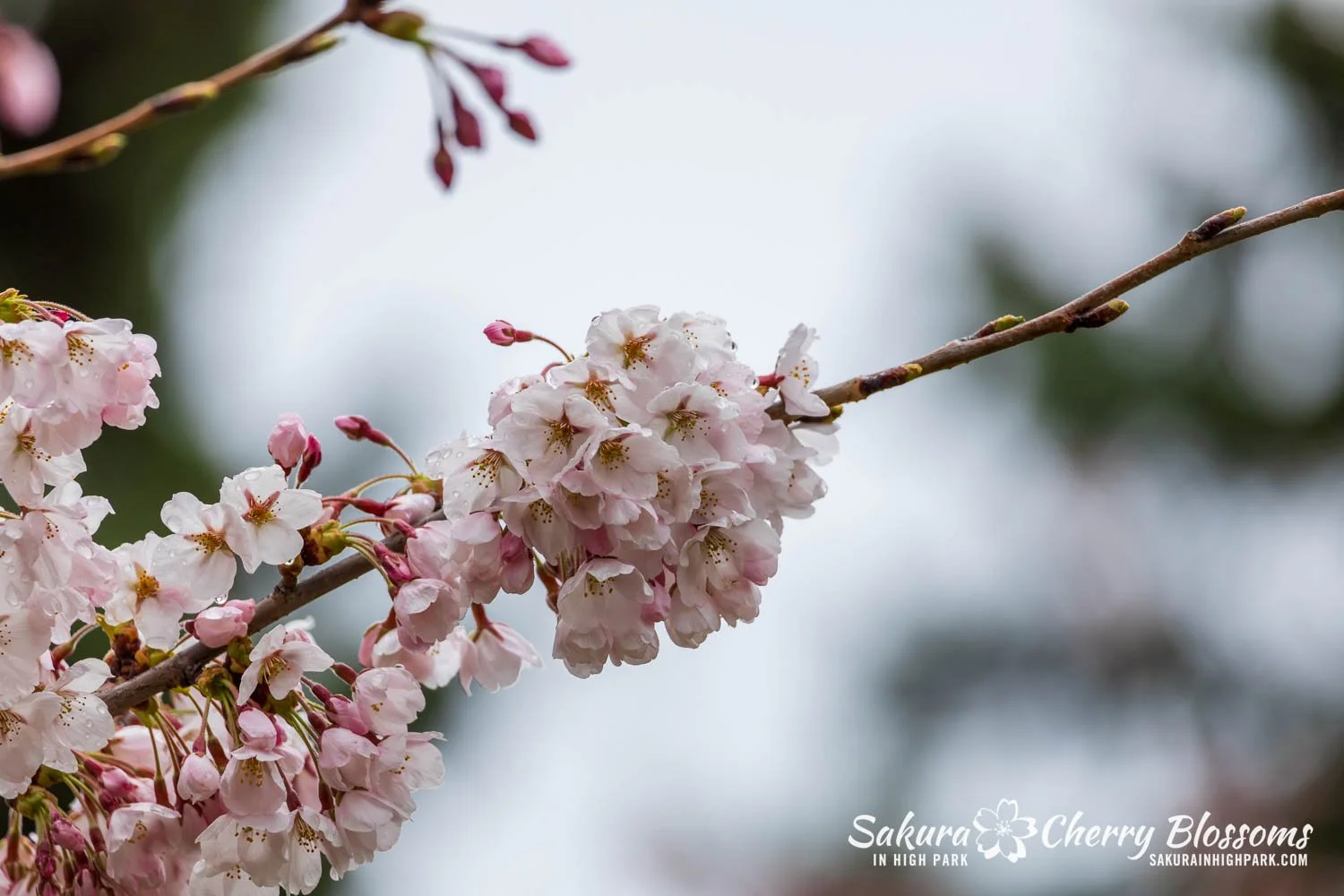 Sakura Watch April 28, 2026-9.jpg