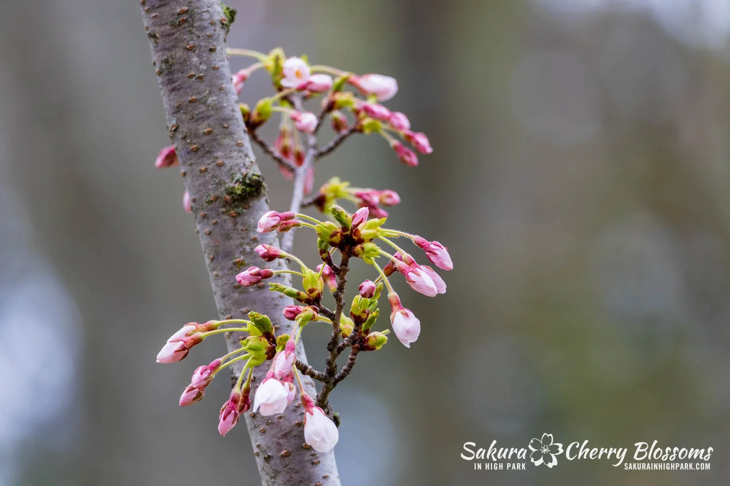 Sakura Watch April 28, 2026-22.jpg