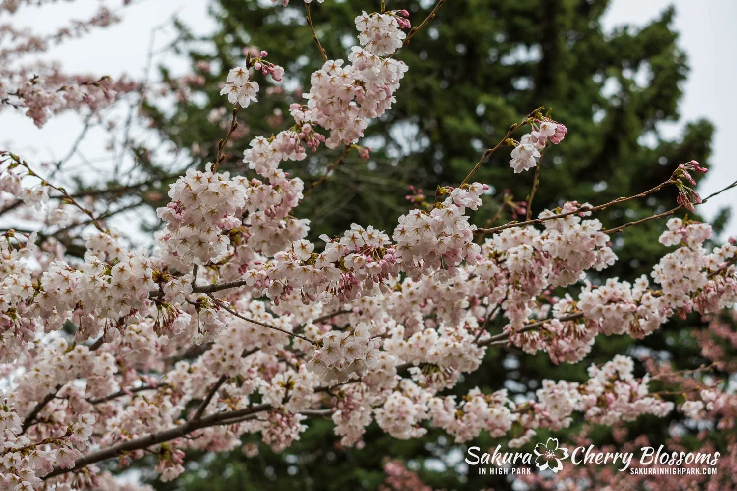 Sakura Watch April 28, 2026-1.jpg