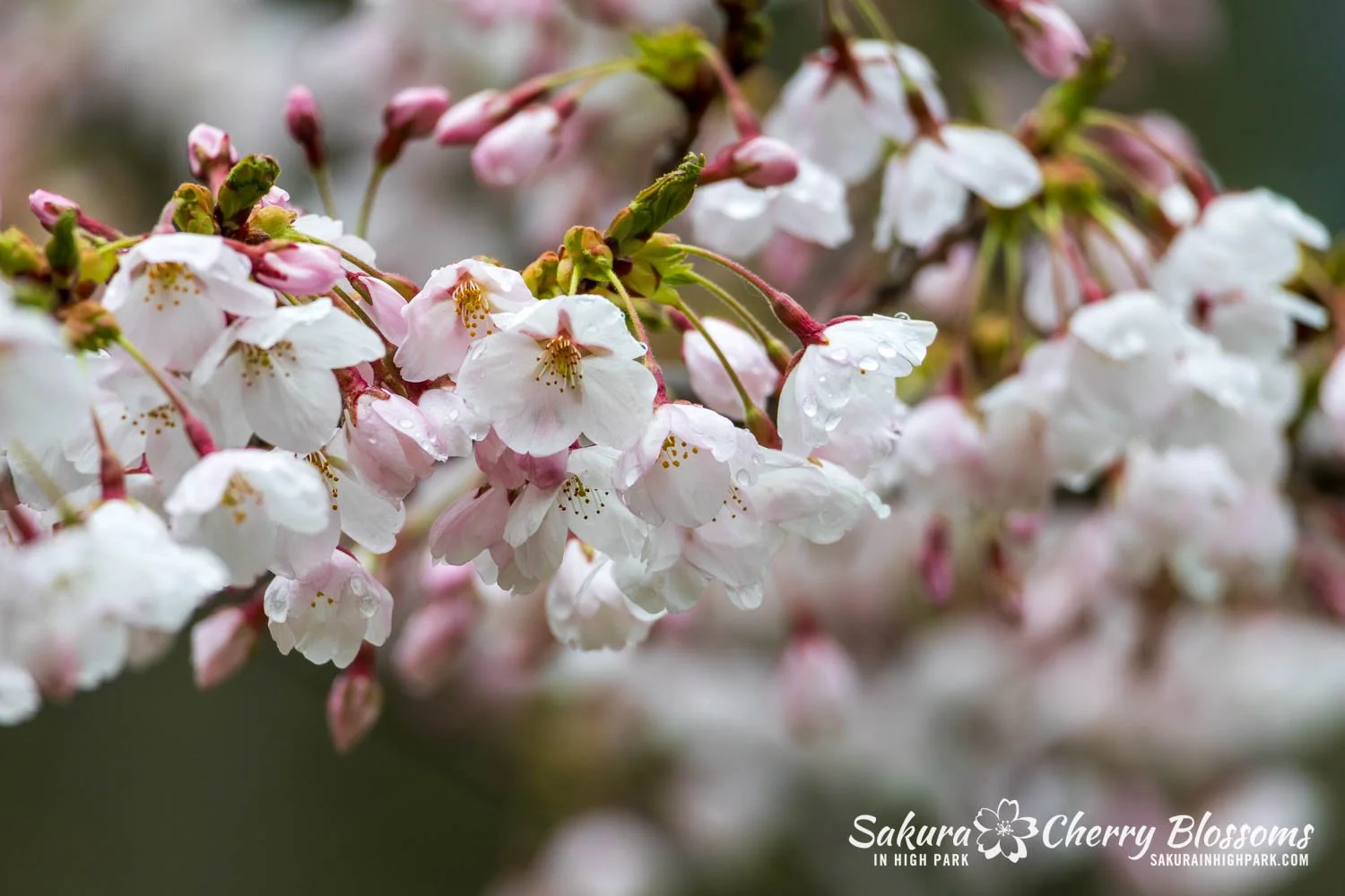 Sakura Watch April 28, 2026-13.jpg