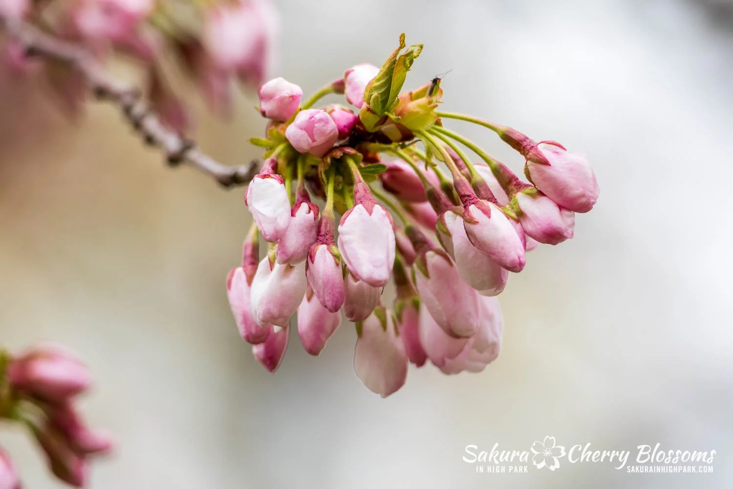 Sakura Watch April 28, 2026-57.jpg