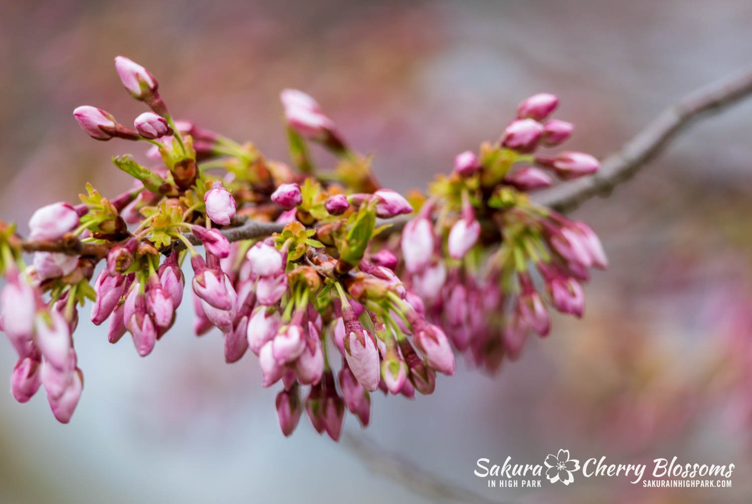 Sakura Watch April 28, 2026-52.jpg