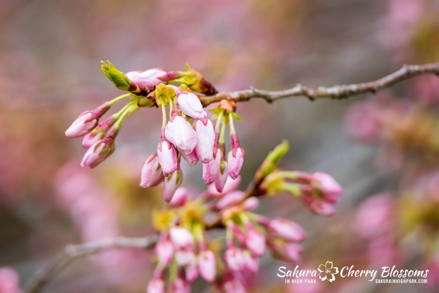 Sakura Watch April 28, 2026-54.jpg