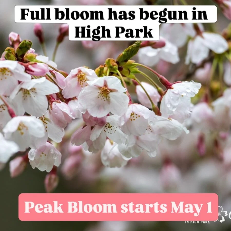 Sakura Watch April 28, 2026 - the Full Bloom has finally begun as some trees in High Park are showing more then 70% of open blossoms. But the cold, cloudy weather are slowing many of the other trees. With sun on the way, we should see the Peak Bloom 