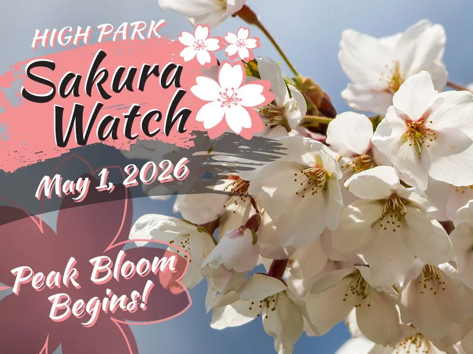 Sakura Watch May 1, 2026 - Peak Bloom begins in High Park, but some areas are still behind