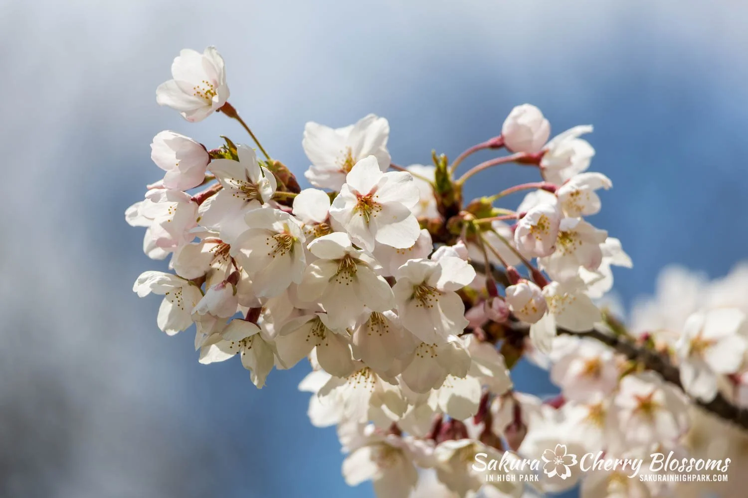 Sakura Watch May 1, 2026-1.jpg
