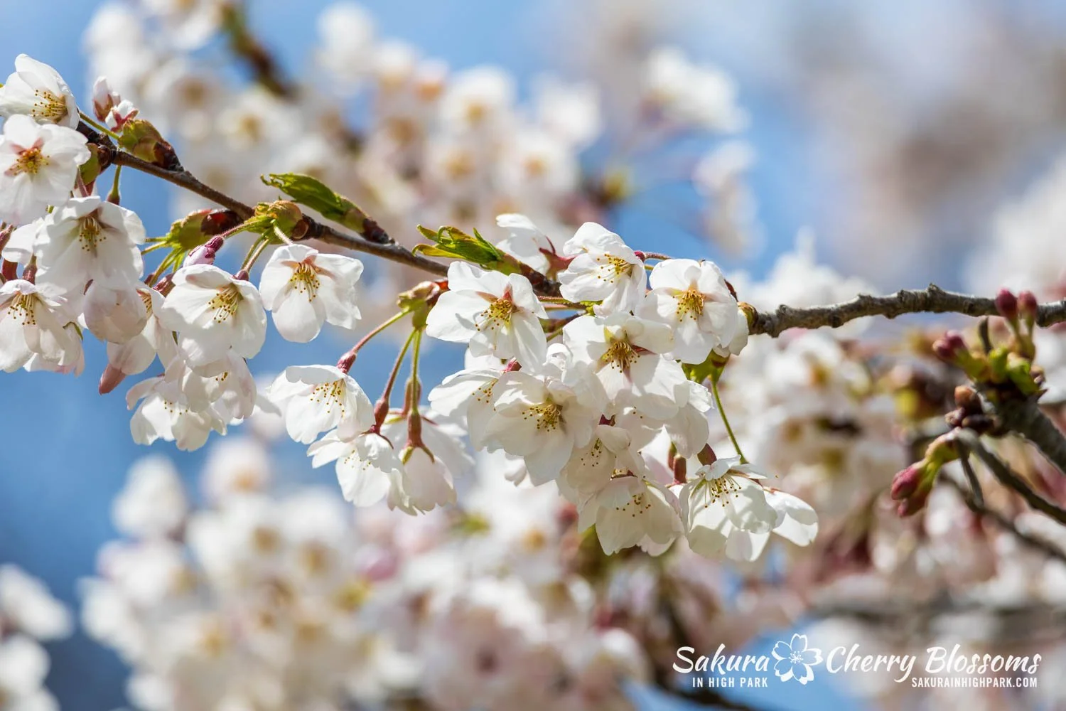 Sakura Watch May 1, 2026-4.jpg
