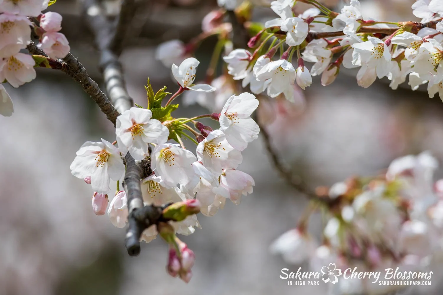 Sakura Watch May 1, 2026-6.jpg