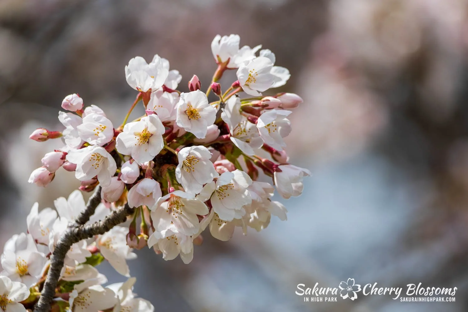 Sakura Watch May 1, 2026-8.jpg