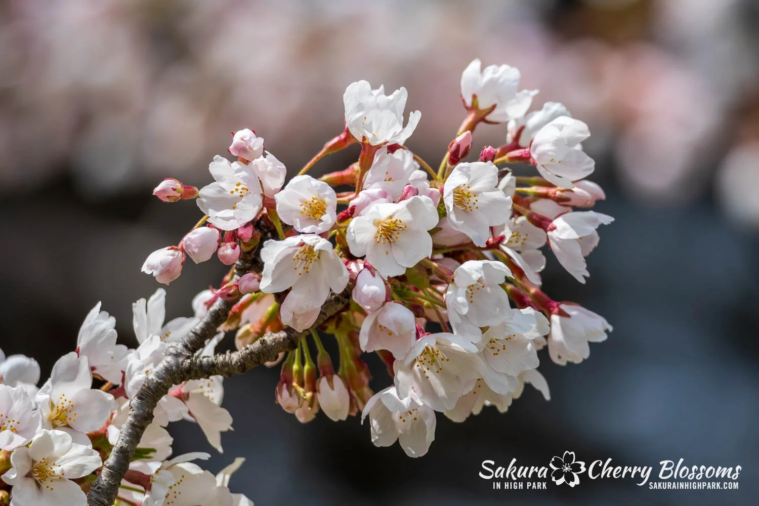Sakura Watch May 1, 2026-11.jpg