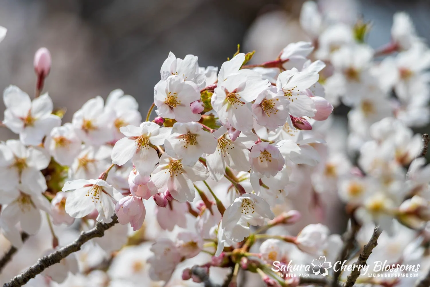Sakura Watch May 1, 2026-20.jpg