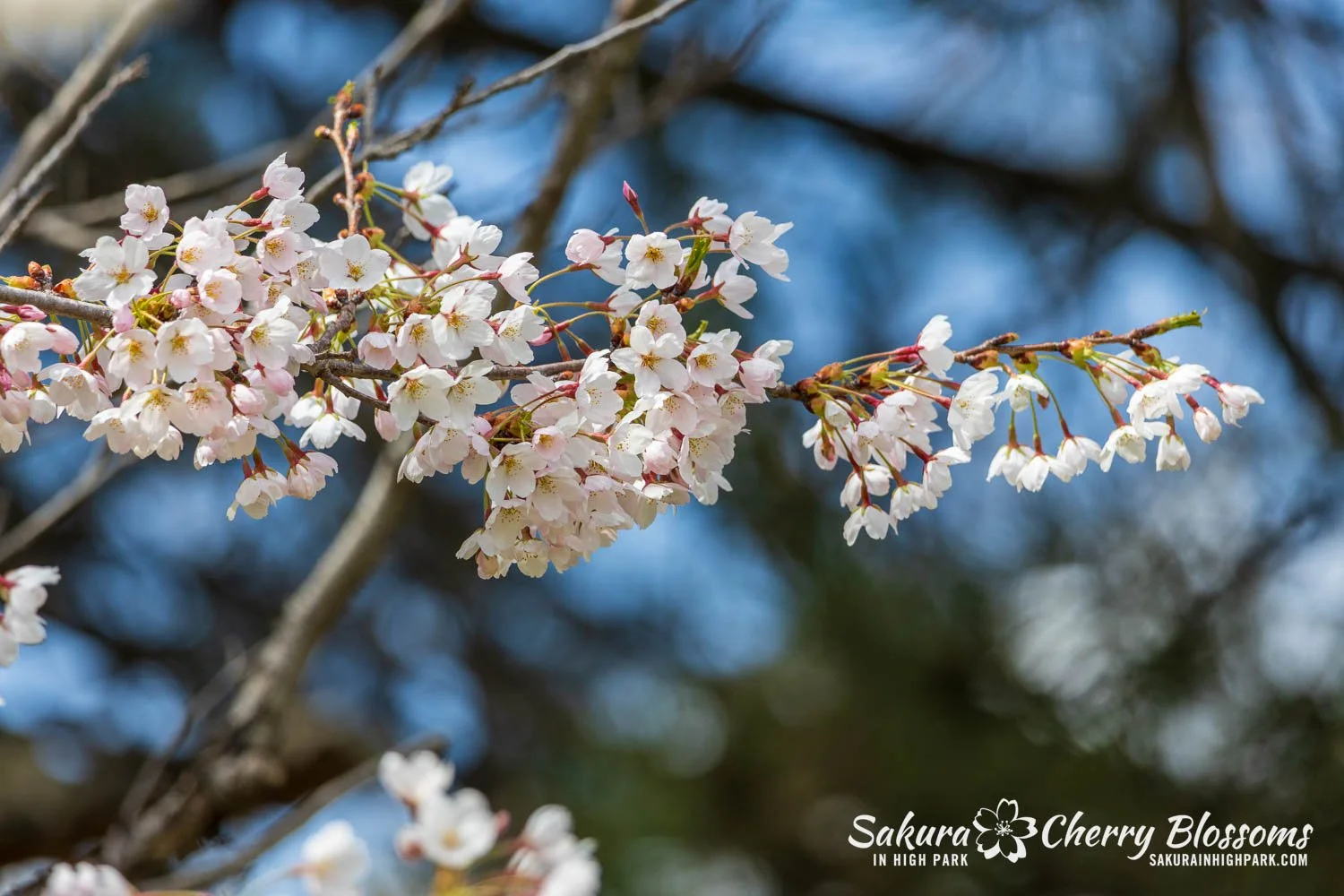 Sakura Watch May 1, 2026-21.jpg
