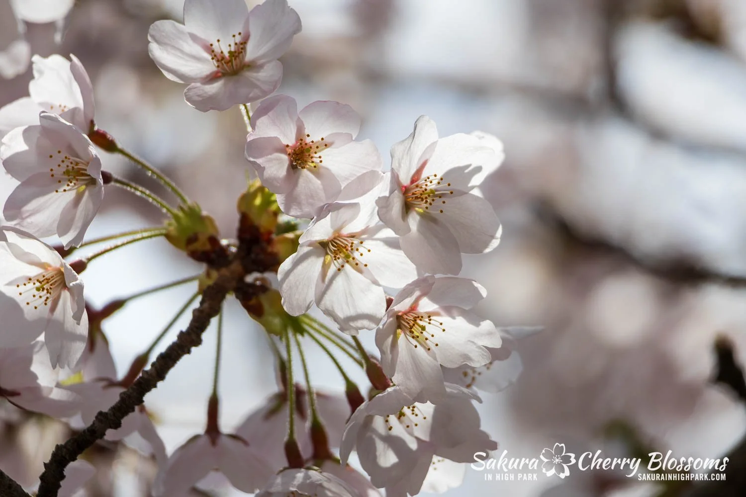Sakura Watch May 1, 2026-25.jpg