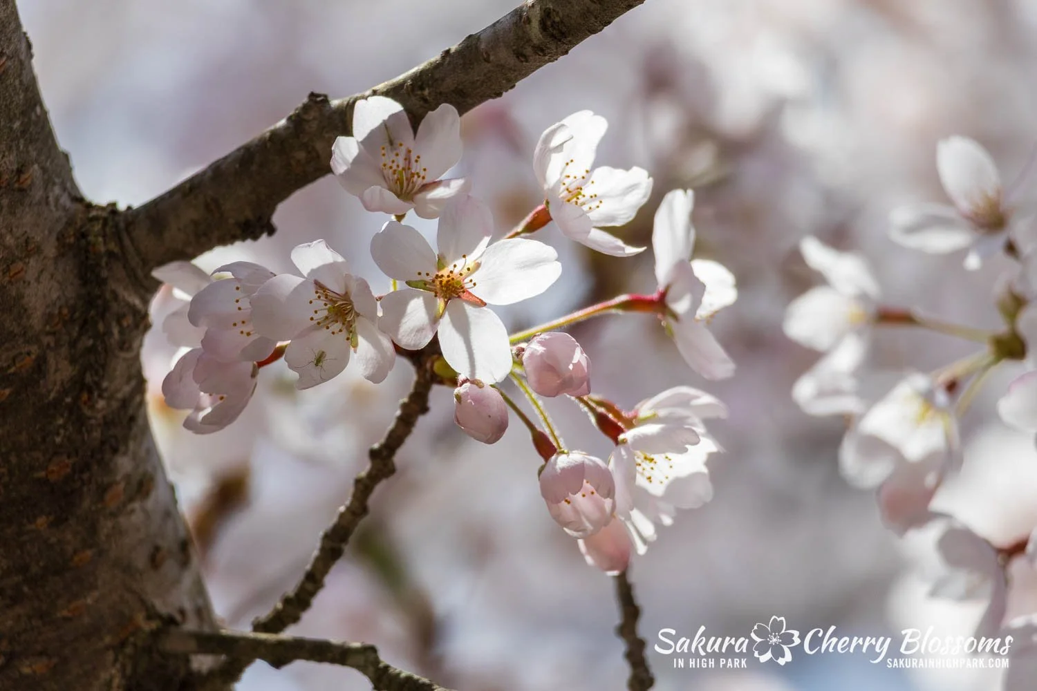 Sakura Watch May 1, 2026-28.jpg