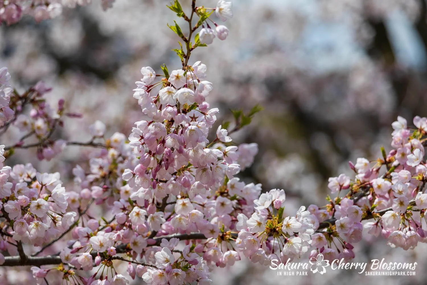 Sakura Watch May 1, 2026-31.jpg