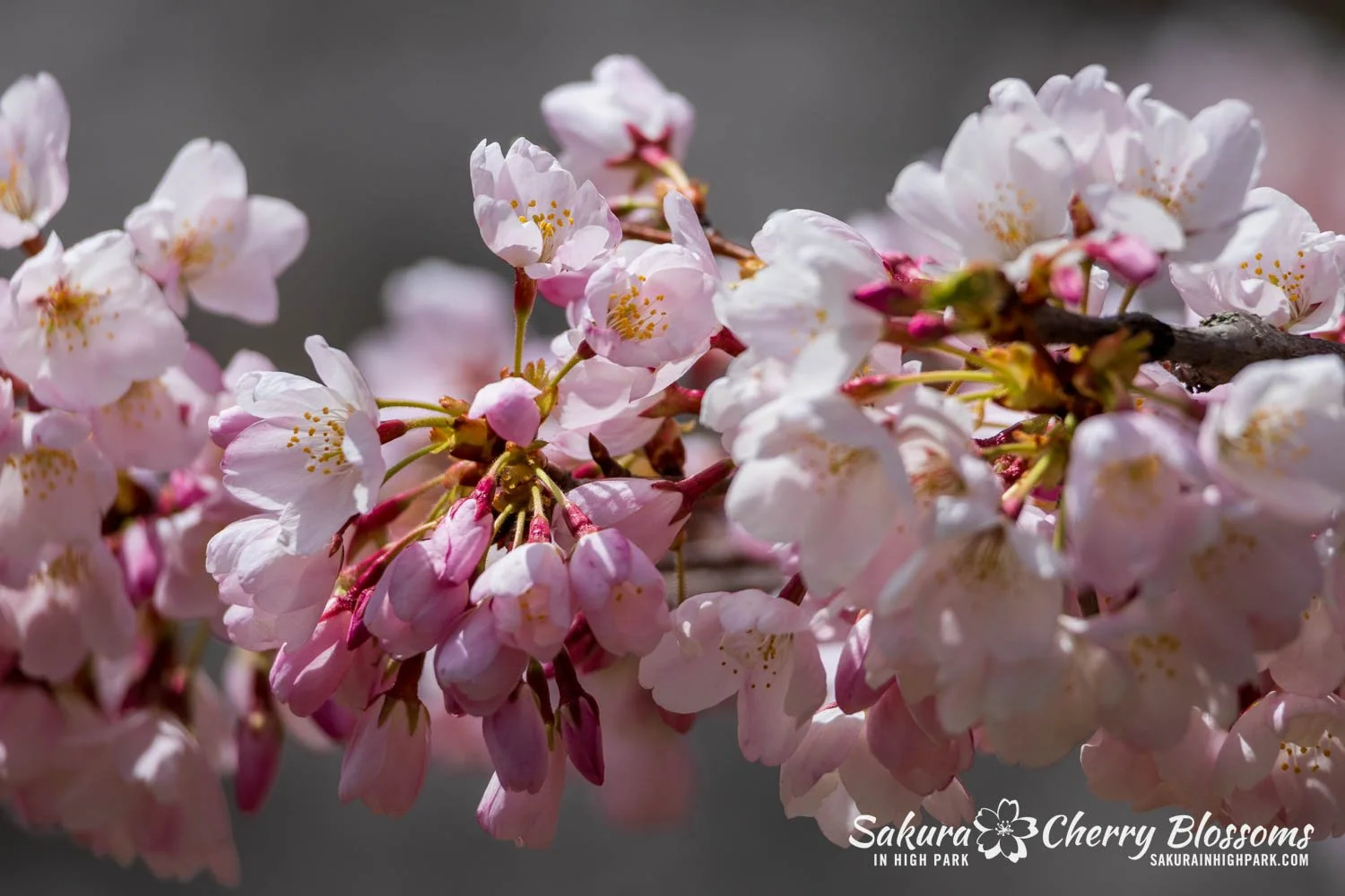 Sakura Watch May 1, 2026-34.jpg