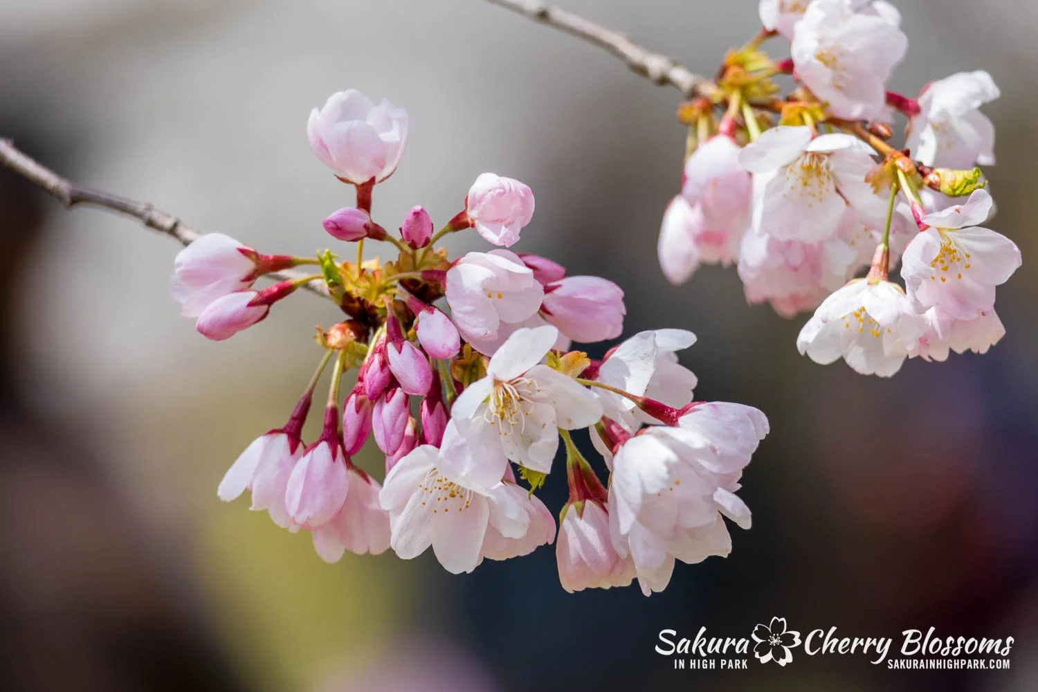 Sakura Watch May 1, 2026-36.jpg