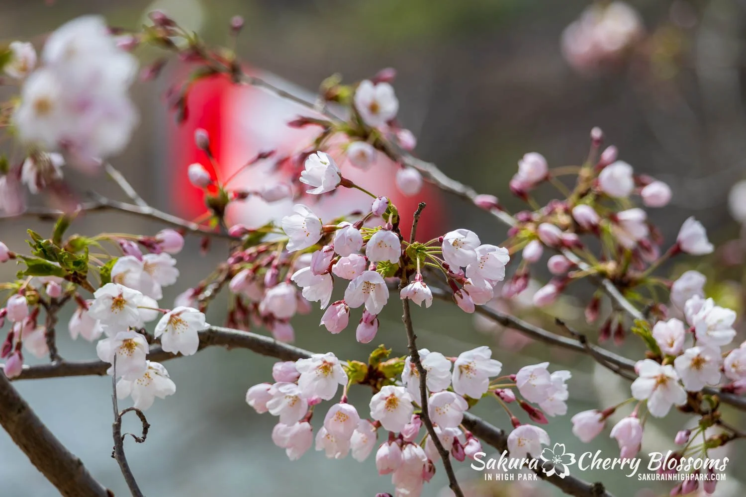 Sakura Watch May 1, 2026-46.jpg