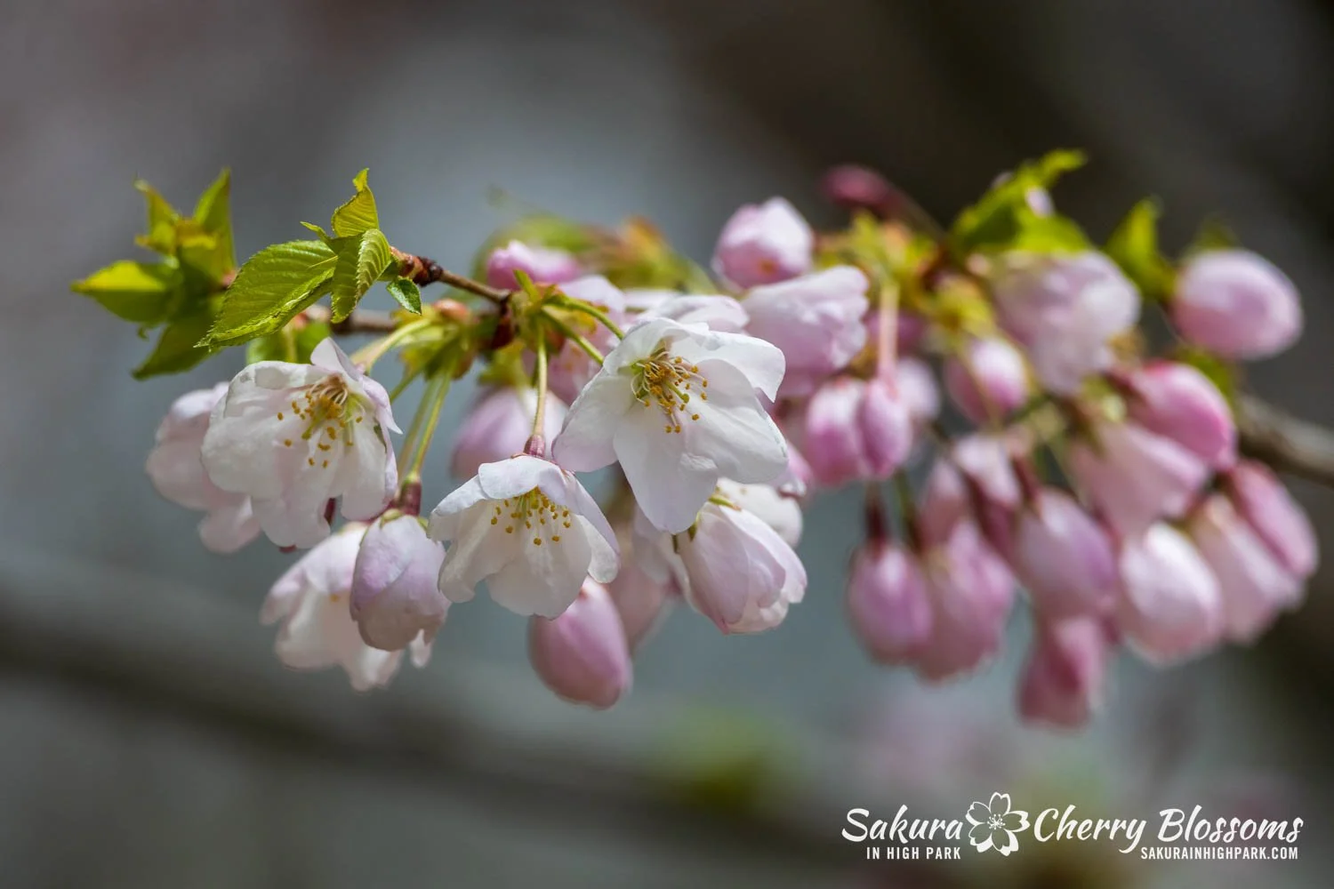 Sakura Watch May 1, 2026-47.jpg