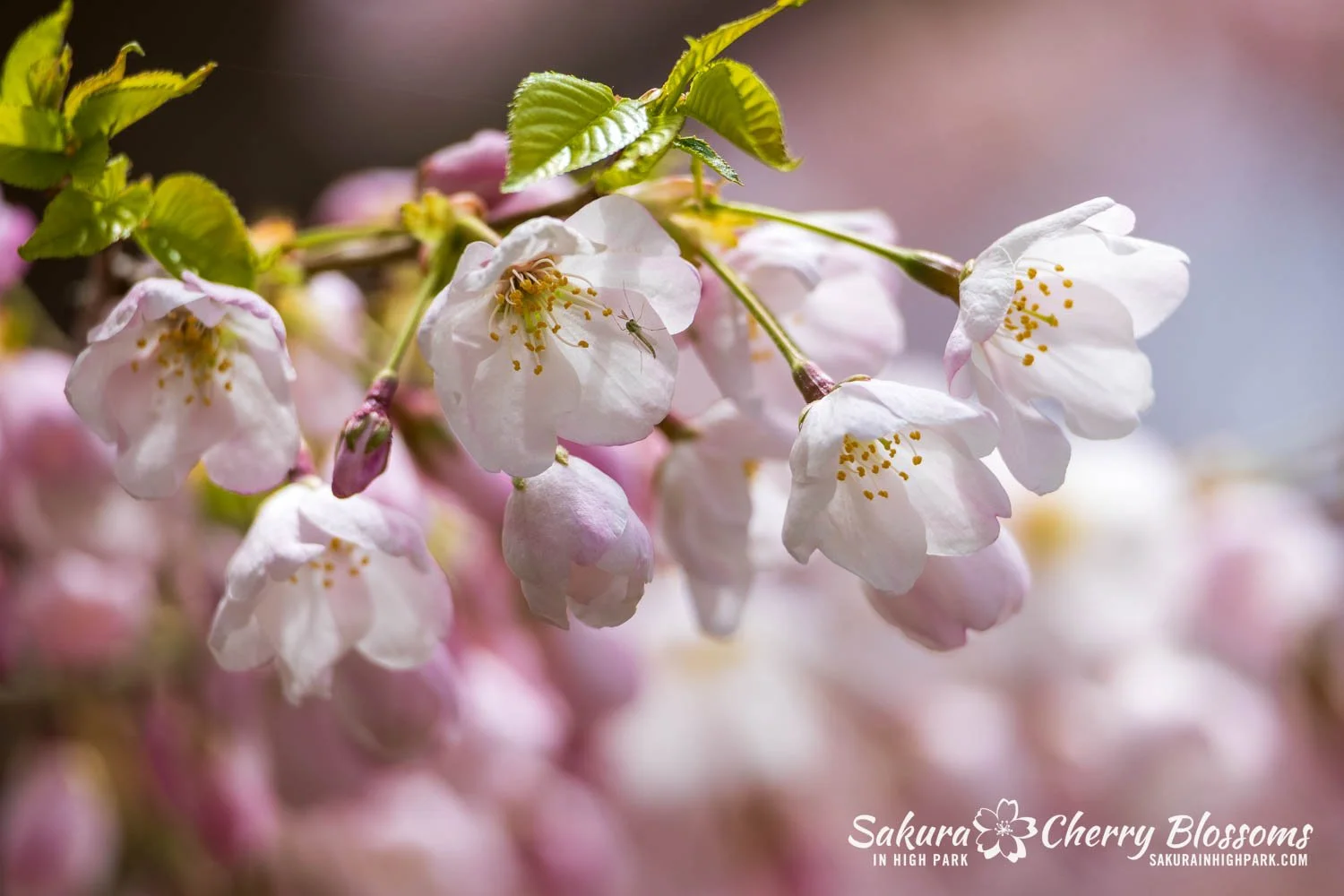 Sakura Watch May 1, 2026-55.jpg