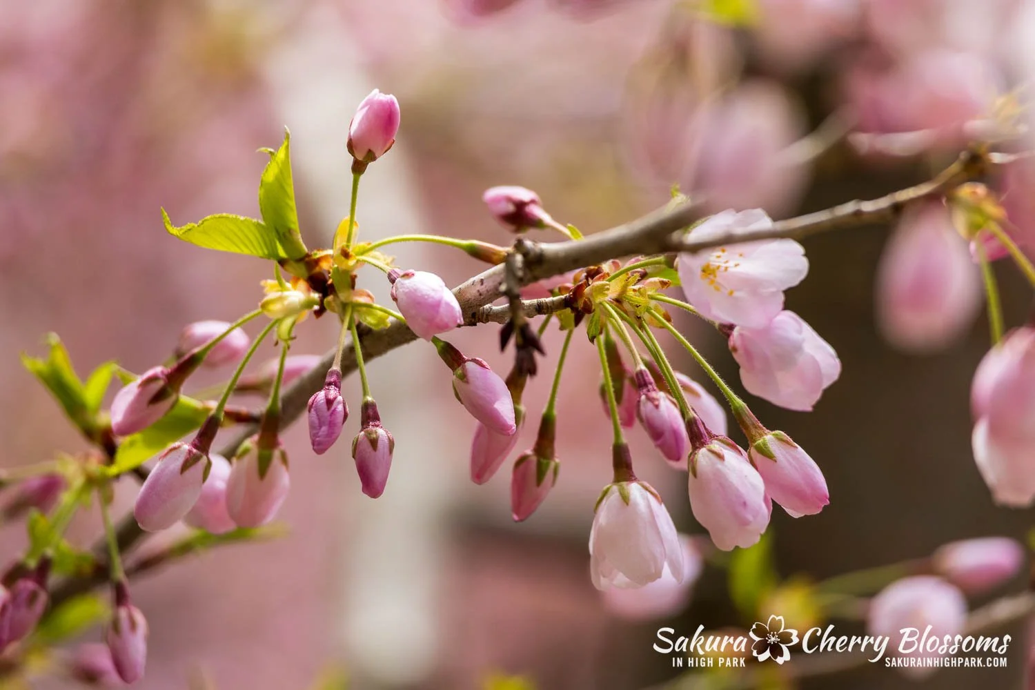 Sakura Watch May 1, 2026-56.jpg