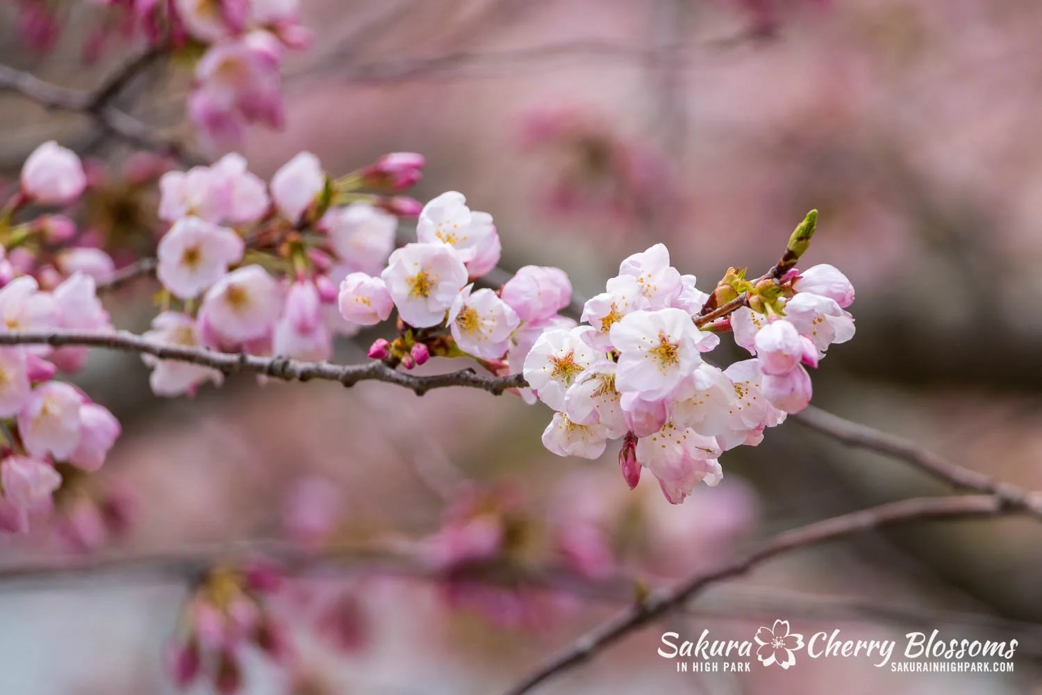 Sakura Watch May 1, 2026-59.jpg