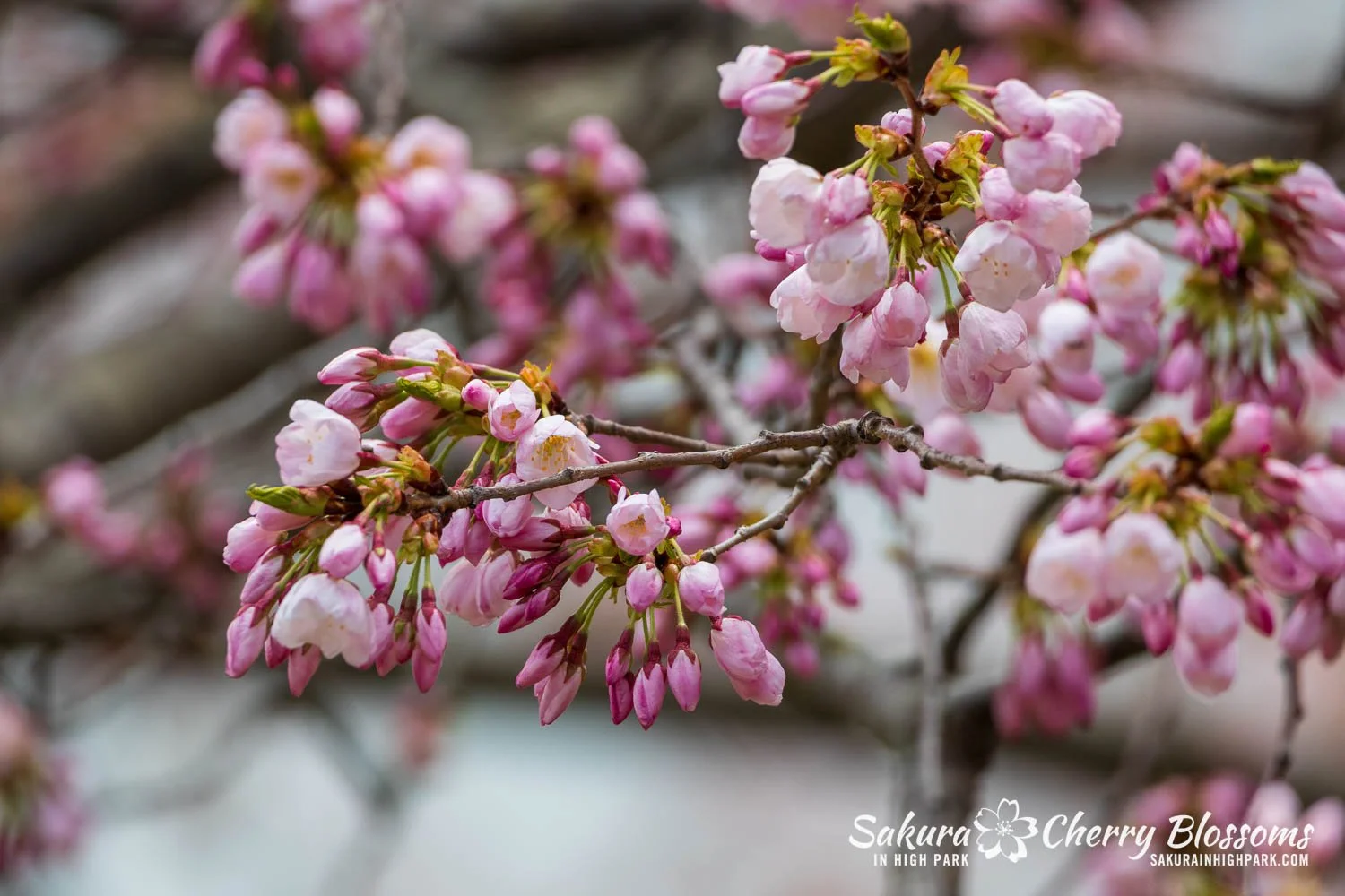 Sakura Watch May 1, 2026-62.jpg