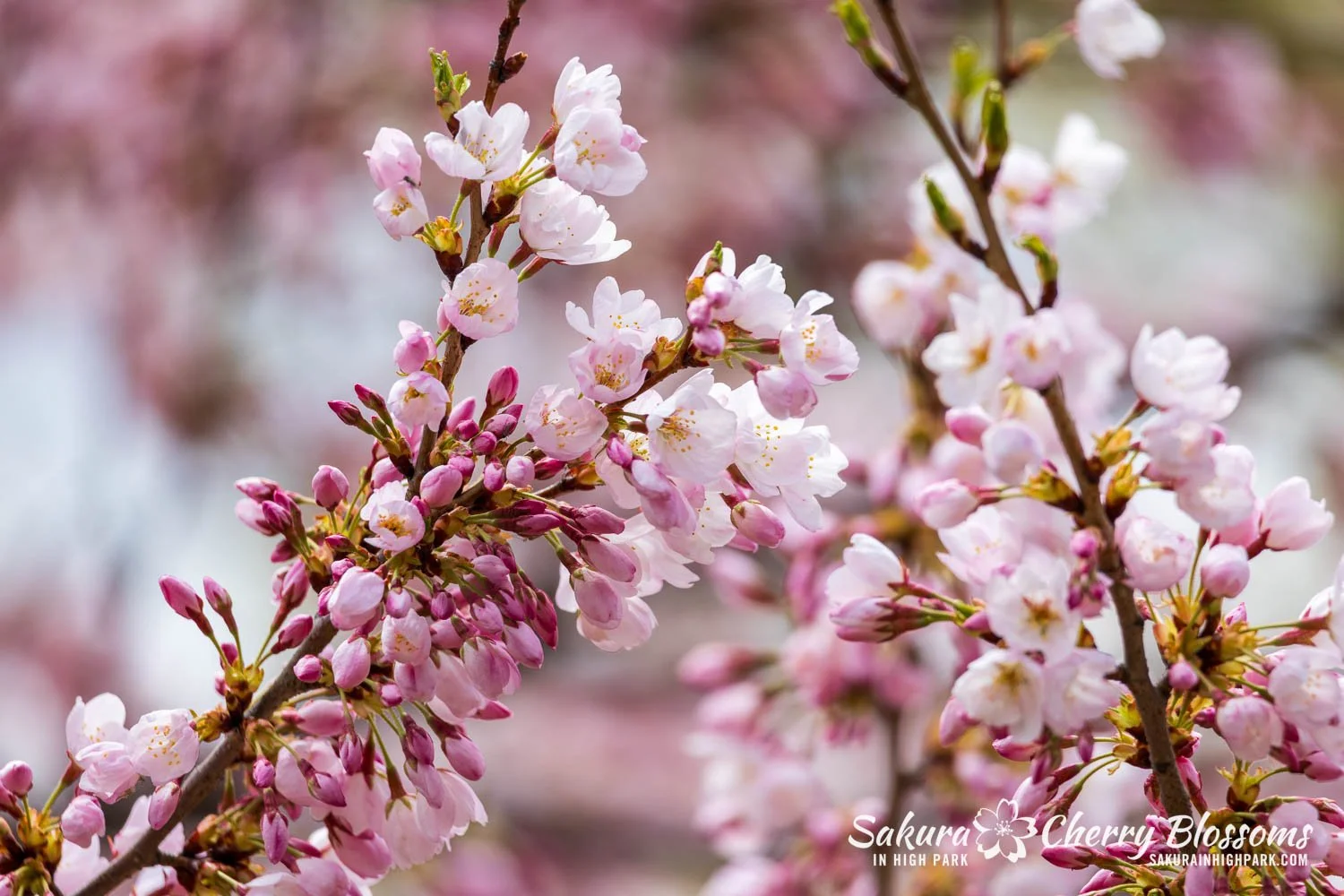 Sakura Watch May 1, 2026-67.jpg