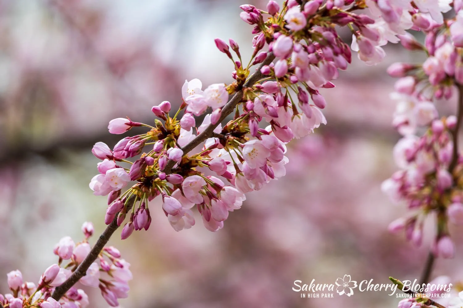 Sakura Watch May 1, 2026-68.jpg
