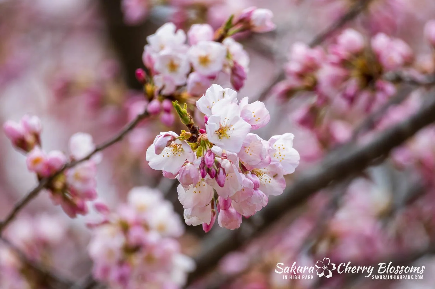 Sakura Watch May 1, 2026-69.jpg