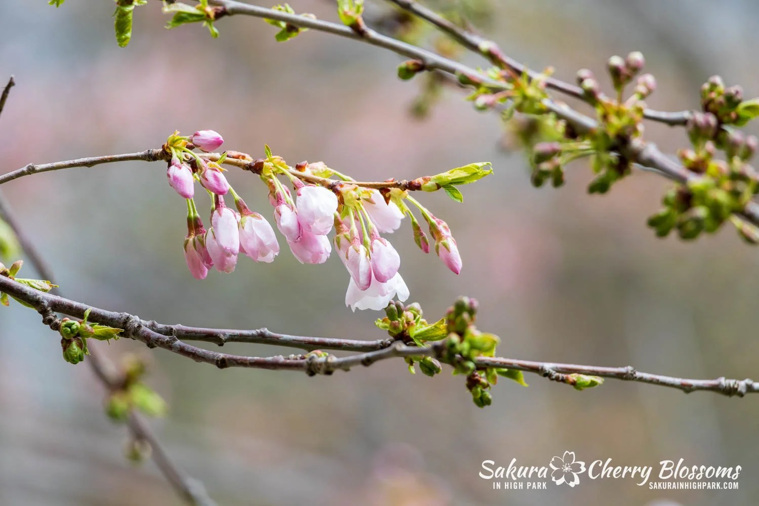 Sakura Watch May 1, 2026-77.jpg