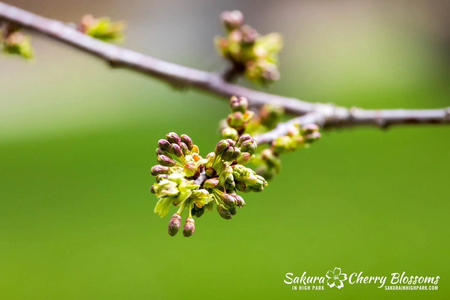 Sakura Watch May 1, 2026-84.jpg
