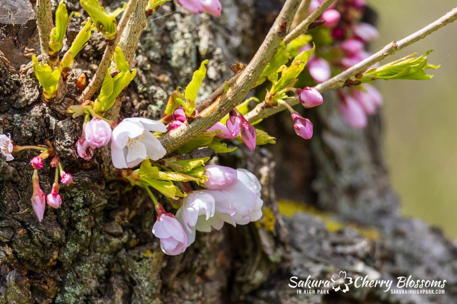 Sakura Watch May 1, 2026-88.jpg
