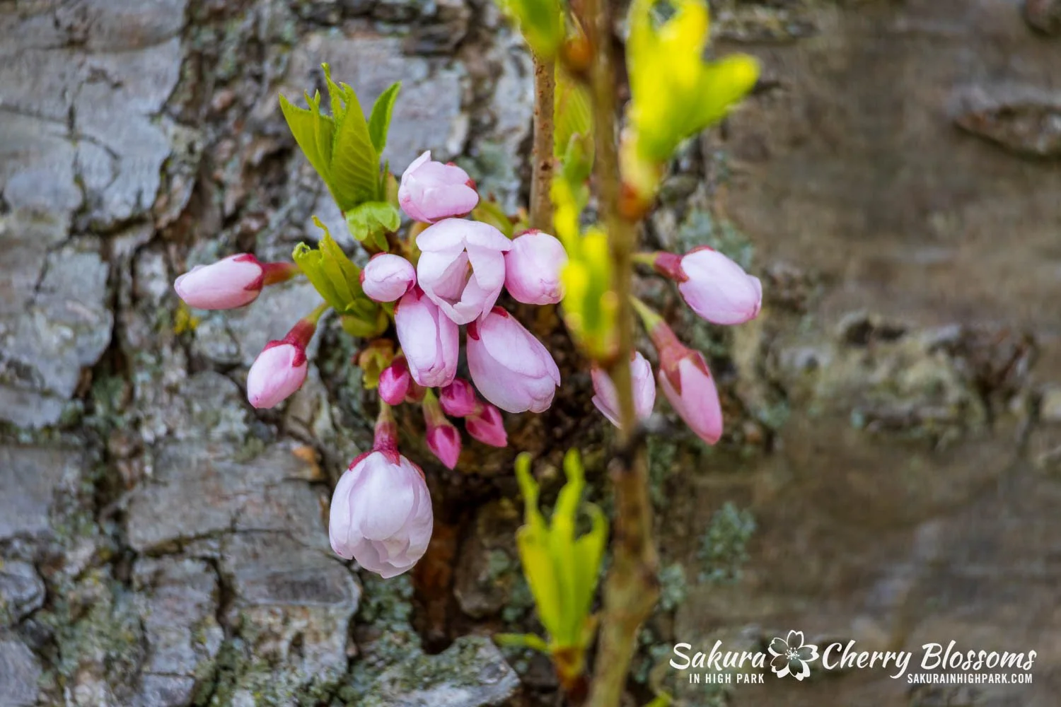 Sakura Watch May 1, 2026-92.jpg